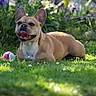 dog, french_bulldog, grass, ball, outdoor, sunlight, flower, purple_flower, pet, animal, playful, happy, tongue_out, nature, greenery, summer, canine, garden, cute, lying_down