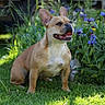dog, french_bulldog, grass, flowers, outdoor, happy, pet, animal, nature, sunlight, greenery, smiling, canine, ears, tongue, sitting, garden, daytime, fur, cute