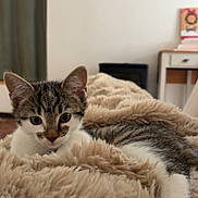 Jager participe au concours pour gagner de l'argent avec cette photo : animal, bed, blanket, cat, comfort, cozy, curious, cute, fur, furry, home, indoor, kitten, paw, pet, relaxed, resting, soft, tabby, young