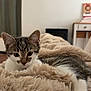 animal, bed, blanket, cat, comfort, cozy, curious, cute, fur, furry, home, indoor, kitten, paw, pet, relaxed, resting, soft, tabby, young