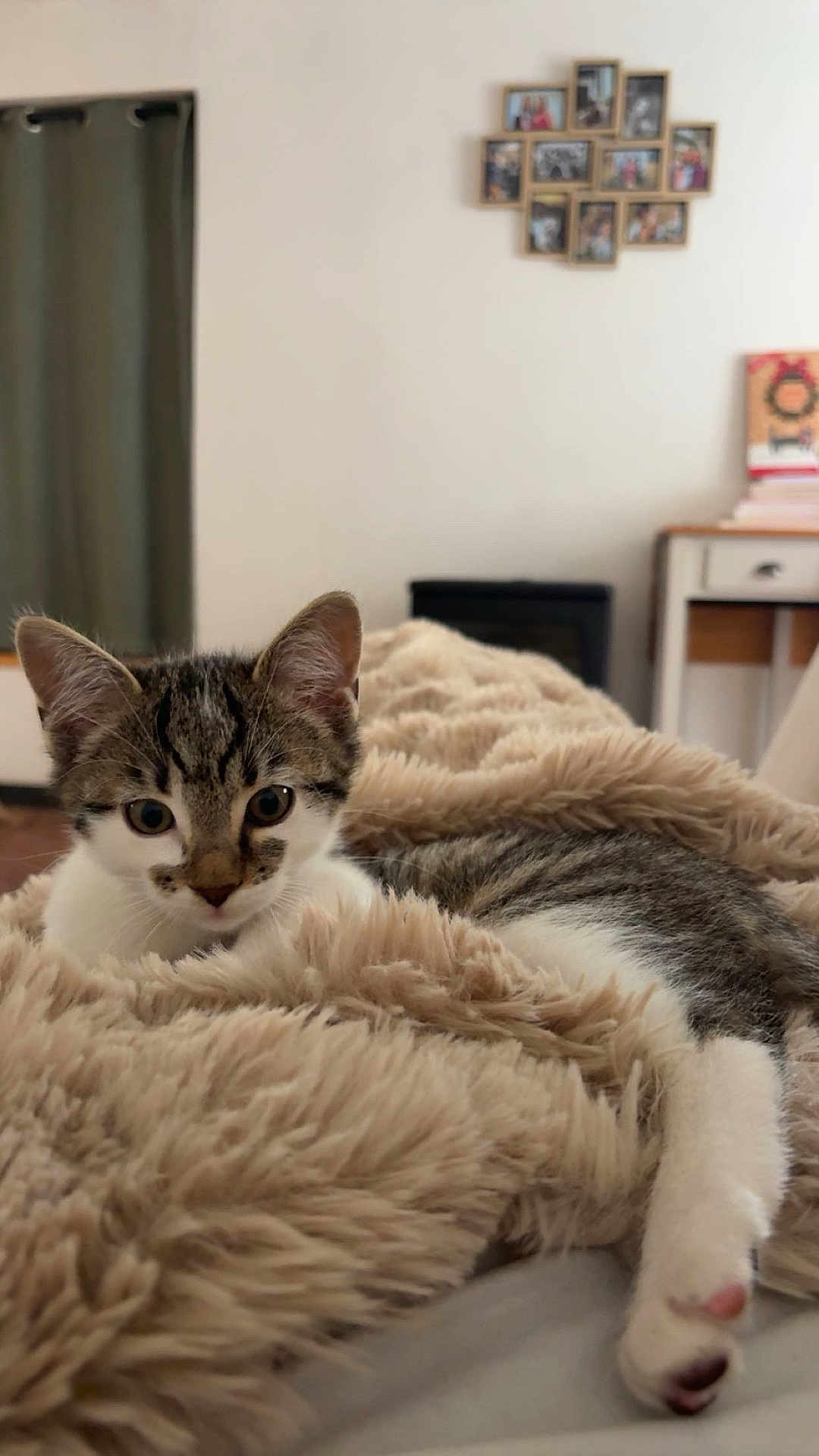 Jager participe au concours pour gagner de l'argent avec cette photo : animal, bed, blanket, cat, comfort, cozy, curious, cute, fur, furry, home, indoor, kitten, paw, pet, relaxed, resting, soft, tabby, young