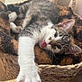 animal, basket, blanket, cat, closeup, cozy, curious, cute, fur, home, indoor, kitten, paw, pet, playful, relaxed, soft, stretching, tabby, whiskers