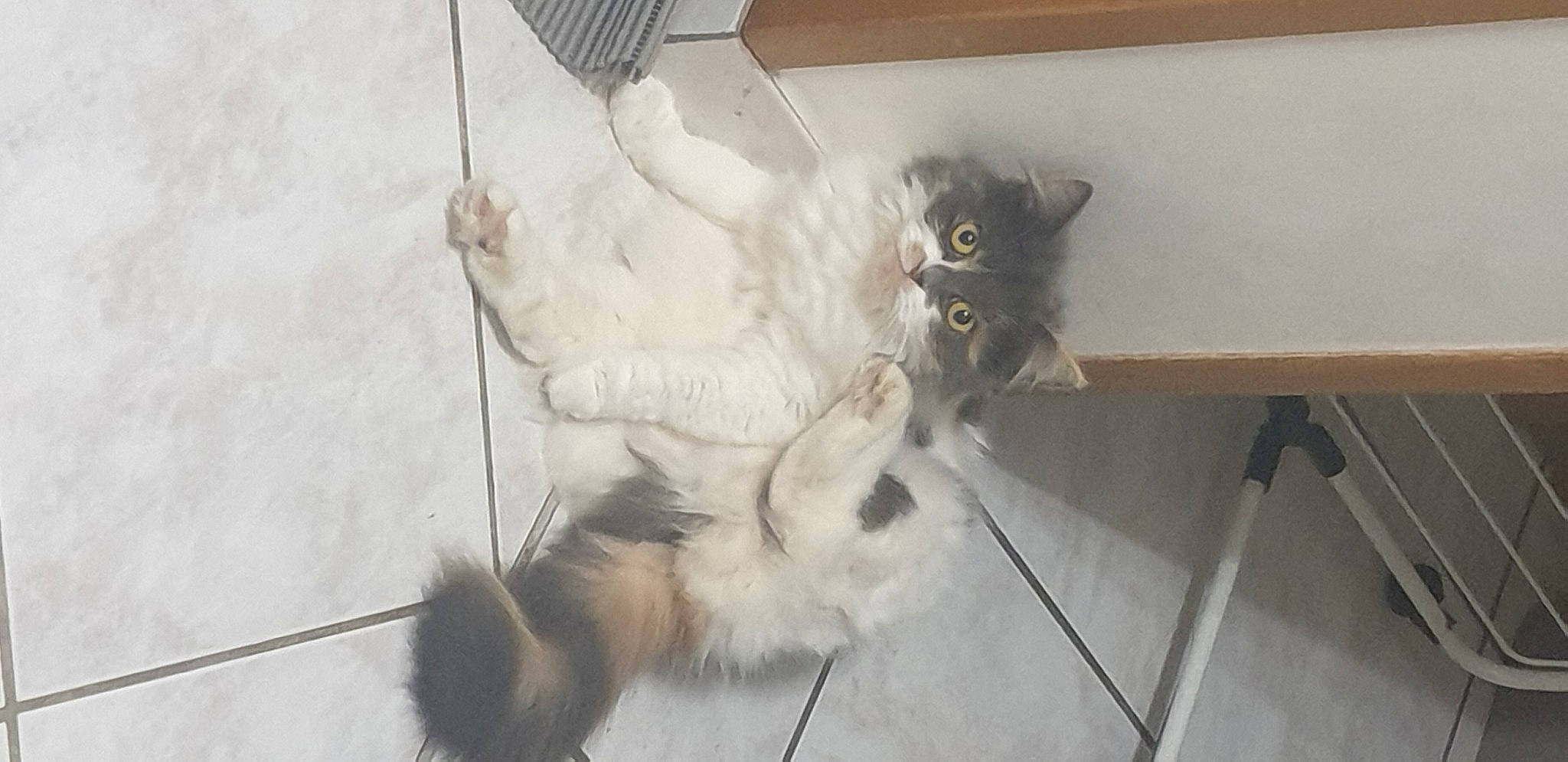 Chipie participe au concours pour gagner de l'argent avec cette photo : animal_shelter, black_cat, canidae, carnivore, cat, claw, dog_breed, domestic_short_haired_cat, fawn, felidae, flooring, fur, grey, hardwood, paw, small_to_medium_sized_cats, snout, tail, whiskers, wood