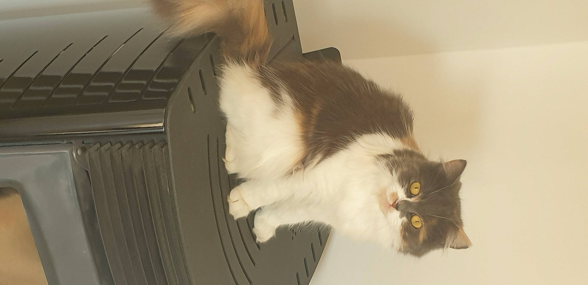 Chipie participe au concours pour gagner de l'argent avec cette photo : box, british_longhair, cardboard, carnivore, cat, claw, domestic_short_haired_cat, felidae, fur, paw, plant, room, small_to_medium_sized_cats, snout, tail, whiskers, window, wood