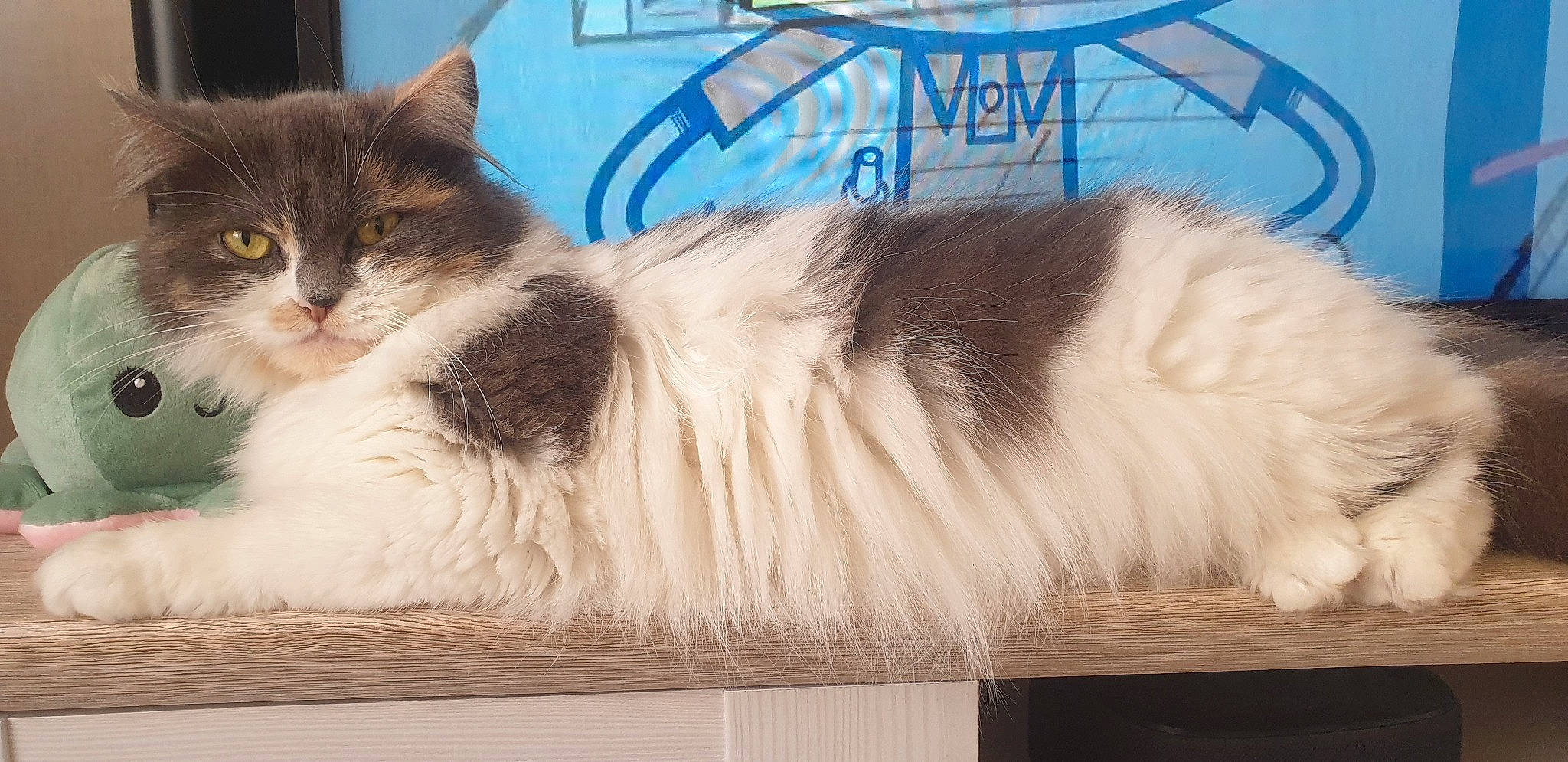 Chipie participe au concours pour gagner de l'argent avec cette photo : carnivore, cat, claw, domestic_short_haired_cat, felidae, fur, packaging_and_labeling, paw, pet_supply, photo_caption, rectangle, small_to_medium_sized_cats, tail, terrestrial_animal, whiskers, windscreen_wiper