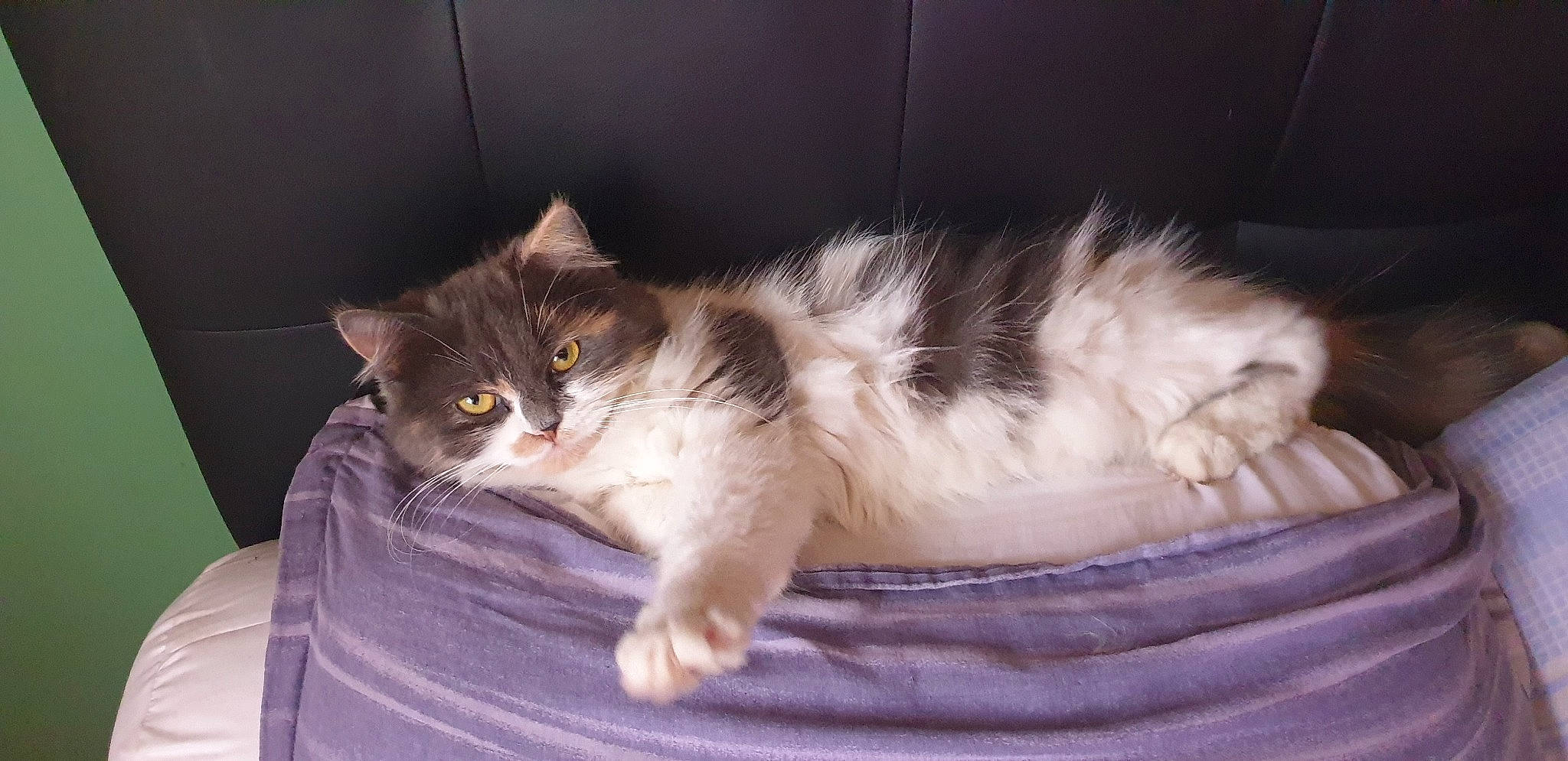 Chipie a rejoint le concours — aidez-le/la à gagner de superbes lots ! box, carnivore, cat, claw, comfort, domestic_short_haired_cat, felidae, fur, paw, sitting, small_to_medium_sized_cats, snout, tail, whiskers