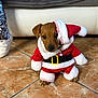 Baldur a rejoint le concours — aidez-le/la à gagner de superbes lots ! adorable, animal, brown_dog, canine, christmas, christmas_belt, christmas_hat, costume, cute, dog, festive, holiday, holiday_season, indoor, pet, puppy, santa_claus_outfit, sitting, small_dog, tile_floor