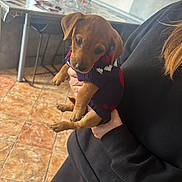 Baldur participe au concours pour gagner de l'argent avec cette photo : animal, black_clothing, blurred_background, brown_dog, chair, cozy, cute, dog, floor, hand, holding, indoor, kitchen, person, pet, puppy, small_dog, sweater, table, tile_floor