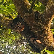 Patoune participe au concours pour gagner de l'argent avec cette photo : cat, tabby_cat, tree, branches, leaves, greenery, outdoor, animal, nature, wildlife, climbing, fur, paw, eyes, curious, camouflage, wood, moss, daylight, forest