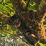 cat, tabby_cat, tree, branches, leaves, greenery, outdoor, animal, nature, wildlife, climbing, fur, paw, eyes, curious, camouflage, wood, moss, daylight, forest