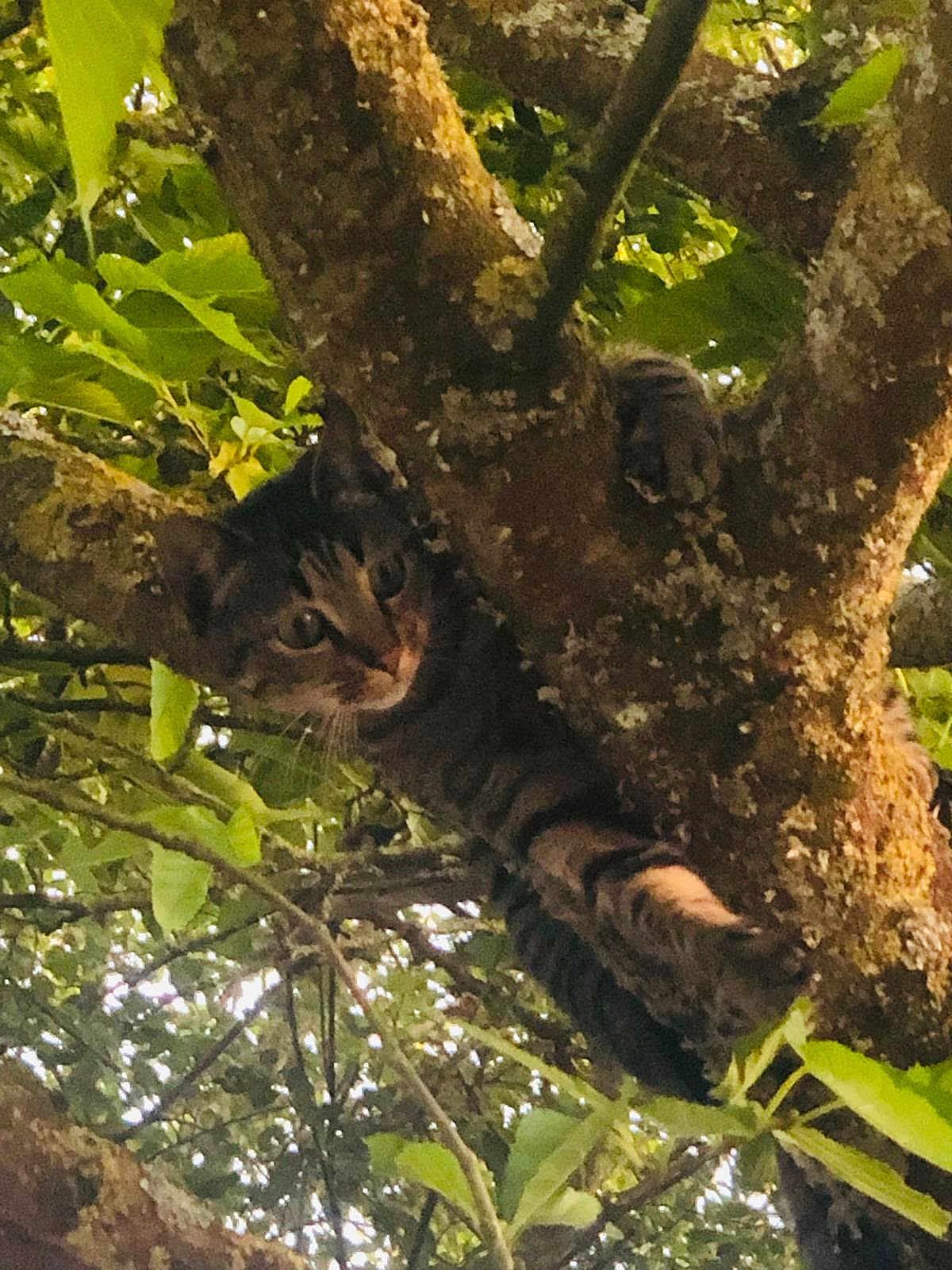 Patoune participe au concours pour gagner de l'argent avec cette photo : cat, tabby_cat, tree, branches, leaves, greenery, outdoor, animal, nature, wildlife, climbing, fur, paw, eyes, curious, camouflage, wood, moss, daylight, forest