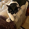 cat, black_and_white, pet, animal, tuxedo_cat, indoors, couch, sofa, armrest, paws, crossed_paws, whiskers, yellow_eyes, fur, relaxed, lounging, blanket, pillows, living_room, cozy