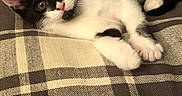 Juno is registered to the contest to win money with this photo: animal, black_and_white, cat, couch, cozy, cute, domestic, ears, feline, fur, indoor, kitten, lying_down, paws, pet, plaid, relaxed, small, whiskers, young