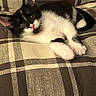 animal, black_and_white, cat, couch, cozy, cute, domestic, ears, feline, fur, indoor, kitten, lying_down, paws, pet, plaid, relaxed, small, whiskers, young