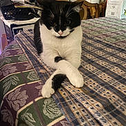 Juno joined the competition — help win amazing prizes! animal, bed, bedspread, black_and_white, cat, cluttered_background, ears, eyes, face, fur, indoors, lying_down, nose, patterned_fabric, paws, pet, portrait, sitting, tuxedo_cat, whiskers