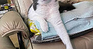 Jupiter is registered to the contest to win money with this photo: cat, chair, comfortable, cushion, ears, eyes, feline, fur, gray_and_white, home, indoor, living_room, lounging, nose, paw, pet, relaxed, resting, towel, whiskers
