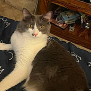 Jupiter is registered to the contest to win money with this photo: bed, blanket, carpet, cat, close_up, ears, feline, fluffy_fur, gray_and_white_cat, indoor, paws, pet, photograph, pink_nose, portrait, relaxed, shelf, whiskers, wooden_table, yellow_eyes