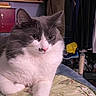 Jupiter joined the competition — help win amazing prizes! animal, bed, books, bookshelf, cat, clothing, coat, domestic, ears, feline, fluffy, furniture, gray, indoor, pet, portrait, quilt, resting, whiskers, white