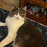 animal, blanket, books, cabinet, cat, cozy, curious, domestic, fluffy, furniture, gray, home, indoor, mammal, pet, portrait, relaxed, resting, white, yellow_eyes