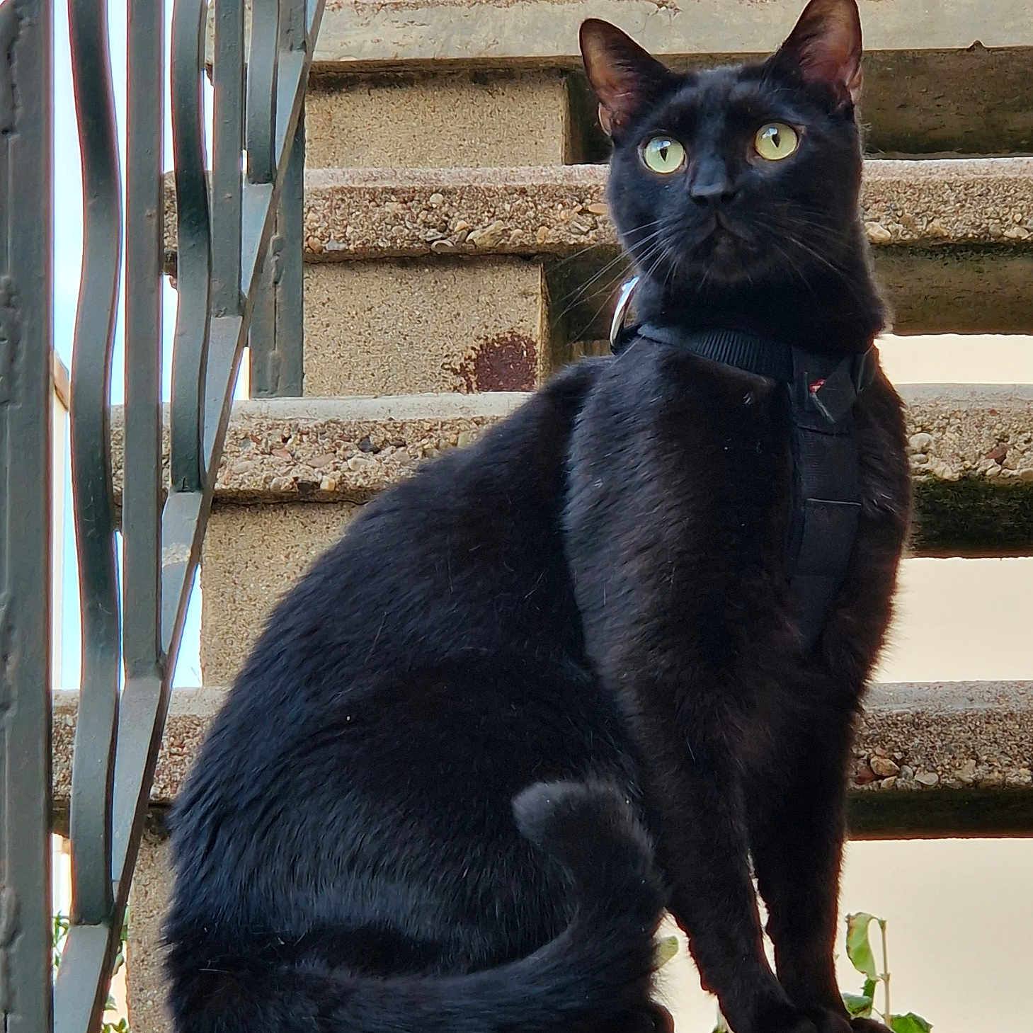 Johnny a rejoint le concours — aidez-le/la à gagner de superbes lots ! black_cat, cat, stairs, outdoor, animal, pet, feline, yellow_eyes, harness, sitting, concrete, railing, looking_away, fur, whiskers, tail, daylight, nature, portrait, alert