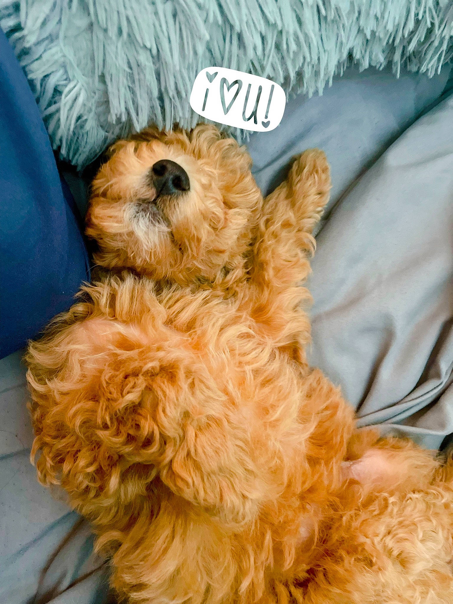 Niklaus is registered to the contest to win money with this photo: carnivore, companion_dog, dog, dog_breed, dog_supply, fur, hat, linens, mammal, natural_material, pillow, snout, sporting_group, stuffed_toy, terrestrial_animal, terrier, textile, toy_dog, vertebrate, working_animal