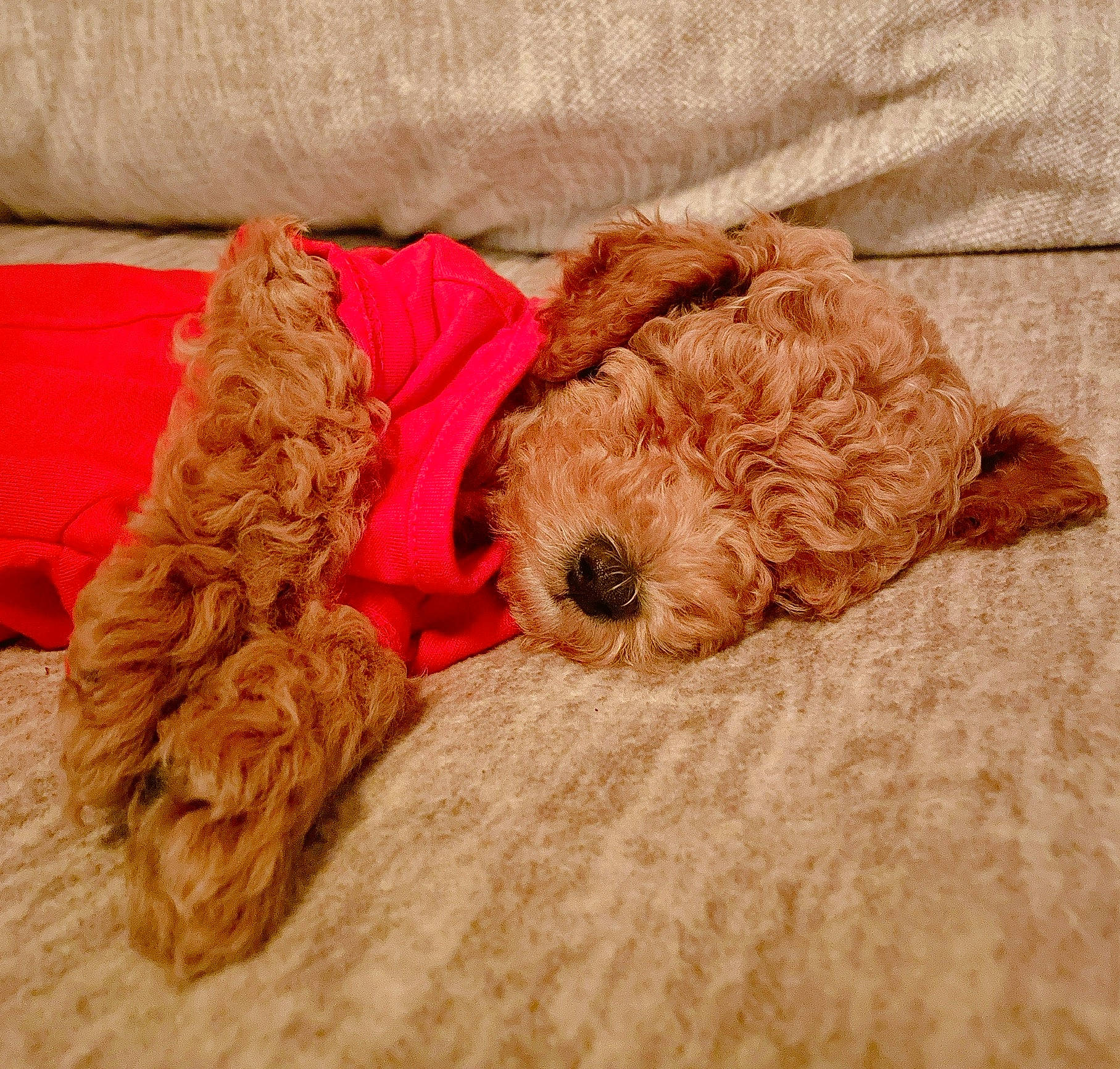 Niklaus is registered to the contest to win money with this photo: canidae, carnivore, comfort, companion_dog, dog, dog_breed, dog_supply, fawn, fur, labradoodle, liver, pet_supply, snout, sporting_group, stuffed_toy, sunglasses, terrier, toy, toy_dog, working_animal