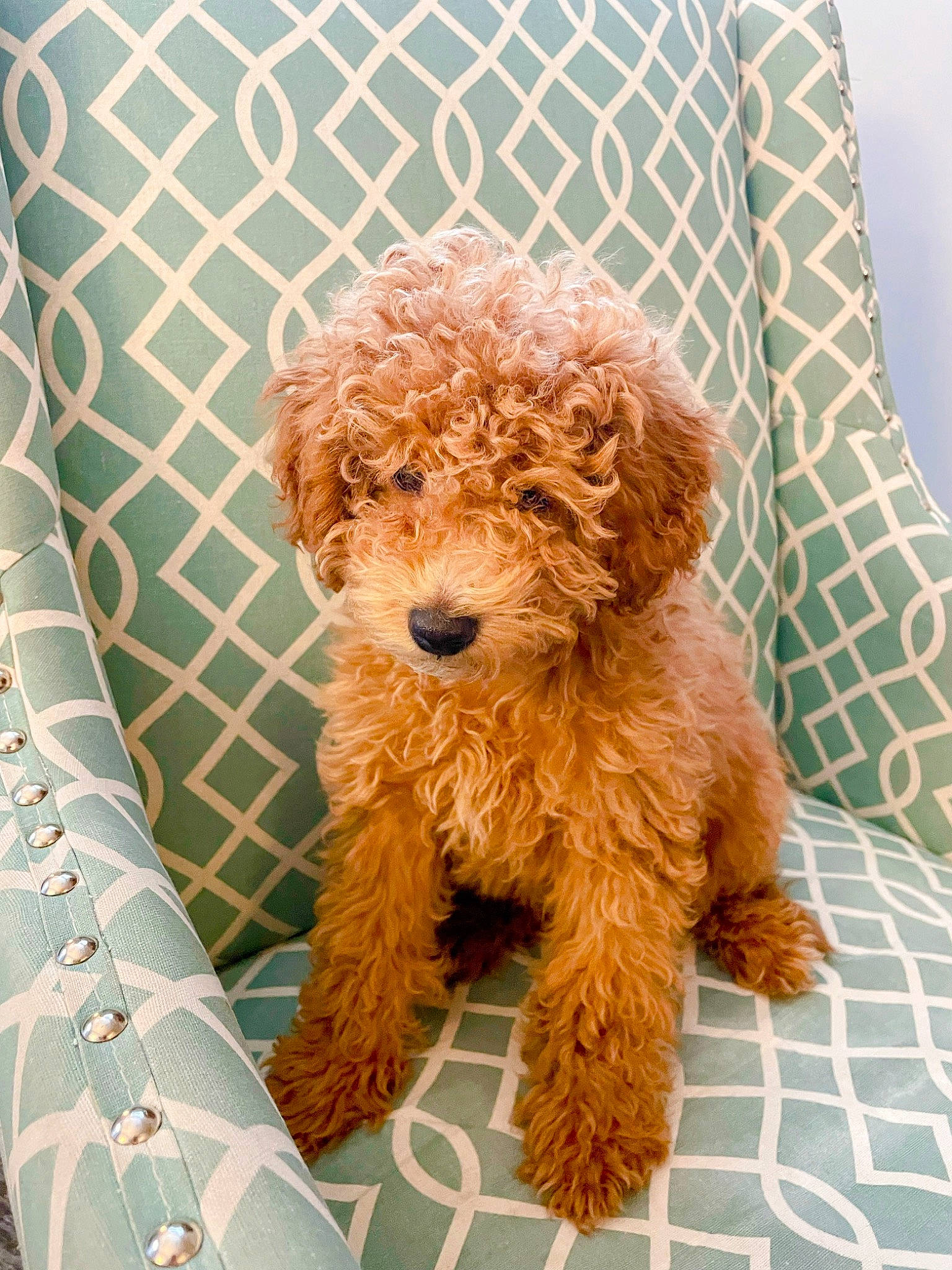 Niklaus joined the competition — help win amazing prizes! canidae, carnivore, companion_dog, dog, dog_breed, event, fawn, fur, labradoodle, pattern, poodle, poodle_crossbreed, rectangle, sporting_group, teddy_bear, terrier, toy, toy_dog, water_dog, yorkipoo