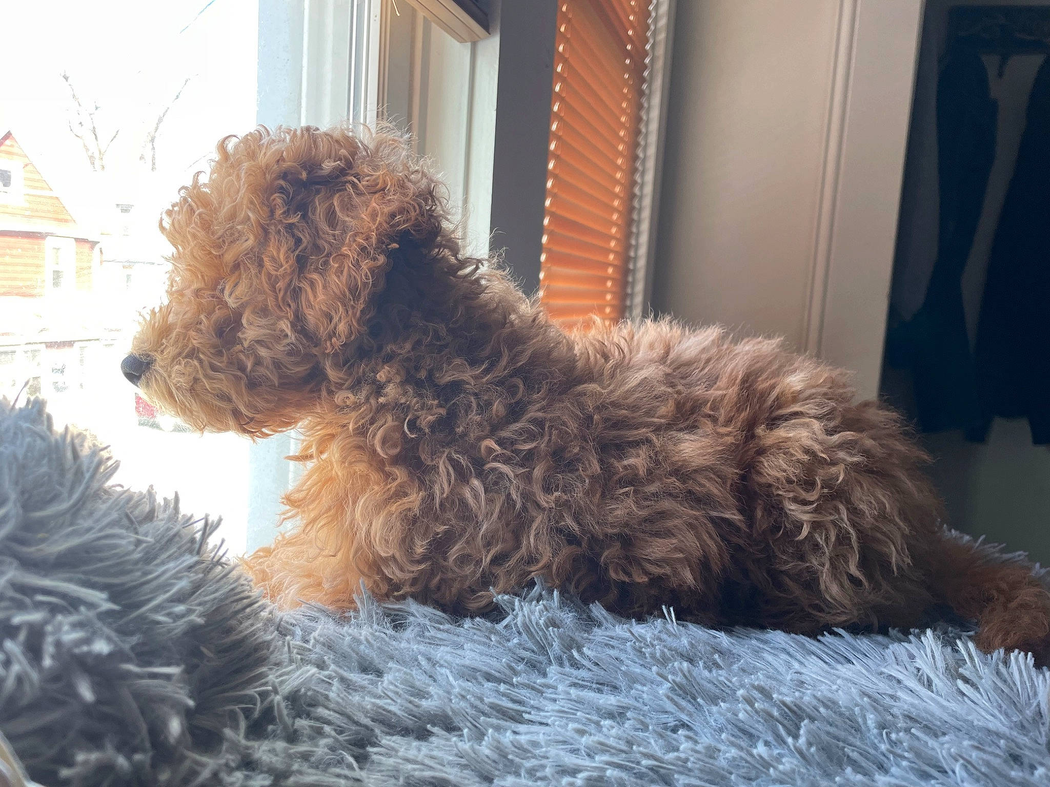 Niklaus joined the competition — help win amazing prizes! building, canidae, carnivore, companion_dog, dog, dog_breed, fawn, fur, labradoodle, liver, poodle_crossbreed, snout, sporting_group, tail, terrestrial_animal, terrier, toy_dog, water_dog, window, working_animal
