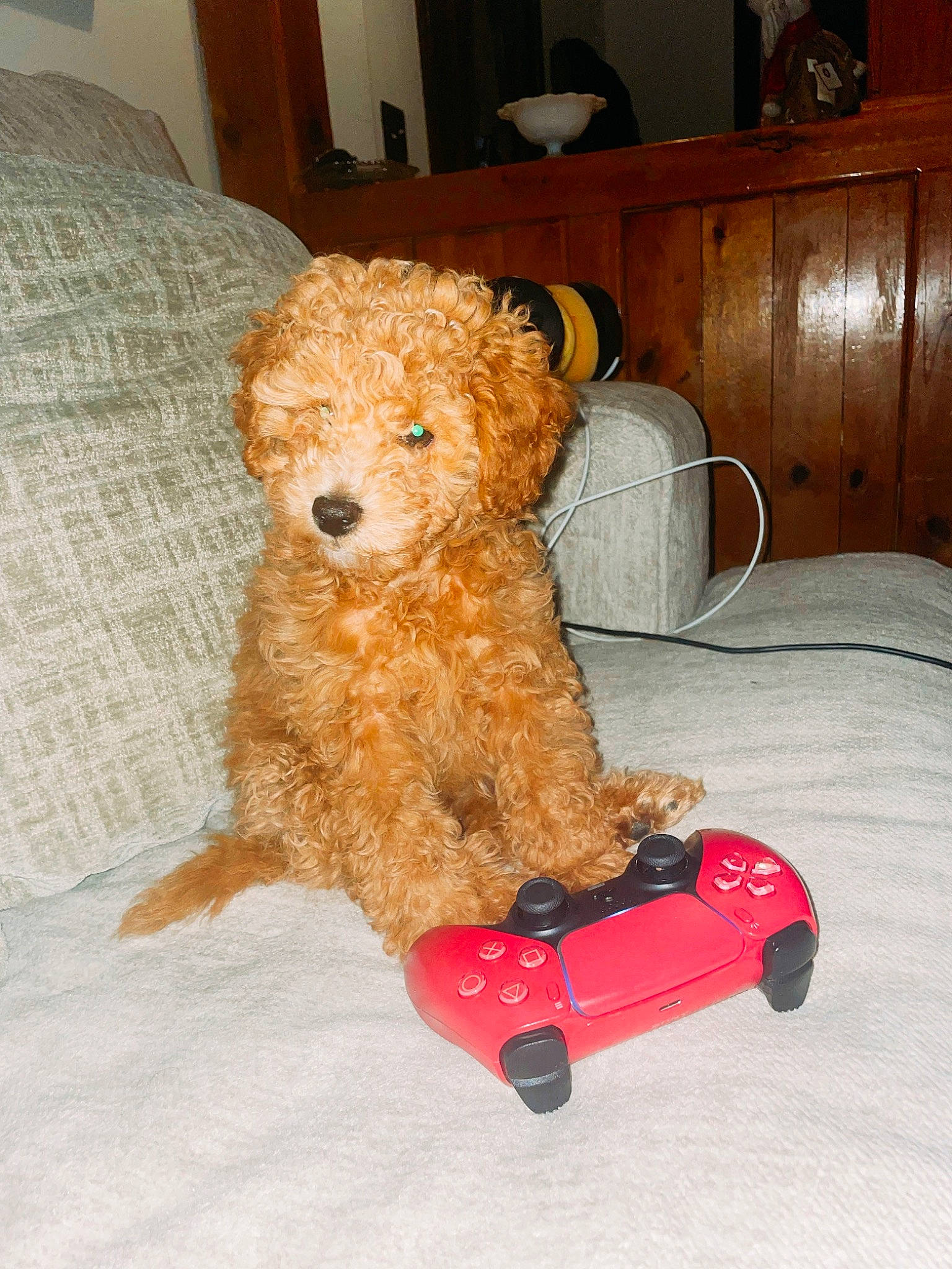 Niklaus joined the competition — help win amazing prizes! cabinetry, canidae, carnivore, chair, companion_dog, dog, dog_breed, dog_supply, fawn, kitchen_appliance, room, sporting_group, stuffed_toy, sunglasses, teddy_bear, terrier, toy, toy_dog, water_dog, wood