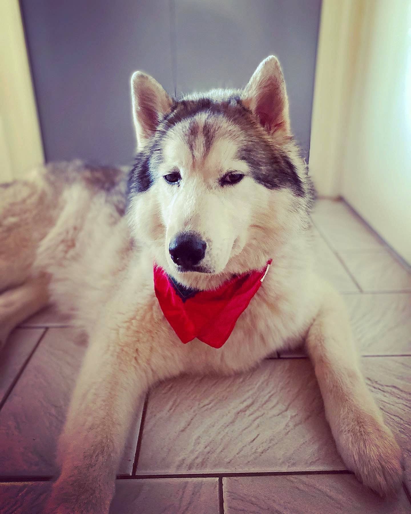 Mac participe au concours pour gagner de l'argent avec cette photo : art, canidae, canis, carnivore, companion_dog, dog, dog_breed, eye, flooring, fur, giant_dog_breed, happy, head, jaw, sled_dog, snout, sporting_group, square, whiskers, working_animal