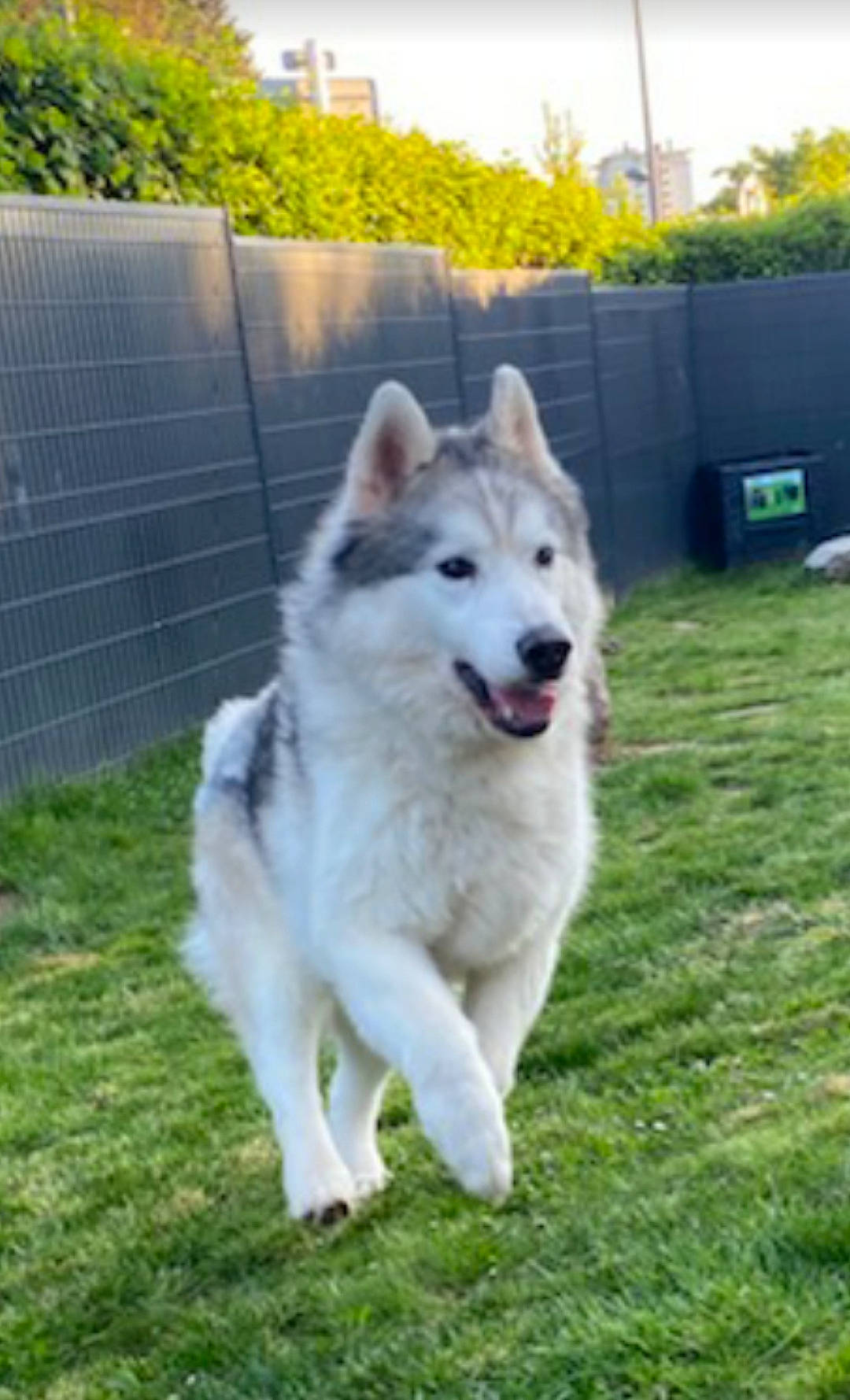 Mac a rejoint le concours — aidez-le/la à gagner de superbes lots ! ancient_dog_breeds, canidae, carnivore, companion_dog, dog, dog_breed, fence, grass, home_fencing, non_sporting_group, pet_supply, plant, sky, sled_dog, sporting_group, tail, tree, working_dog