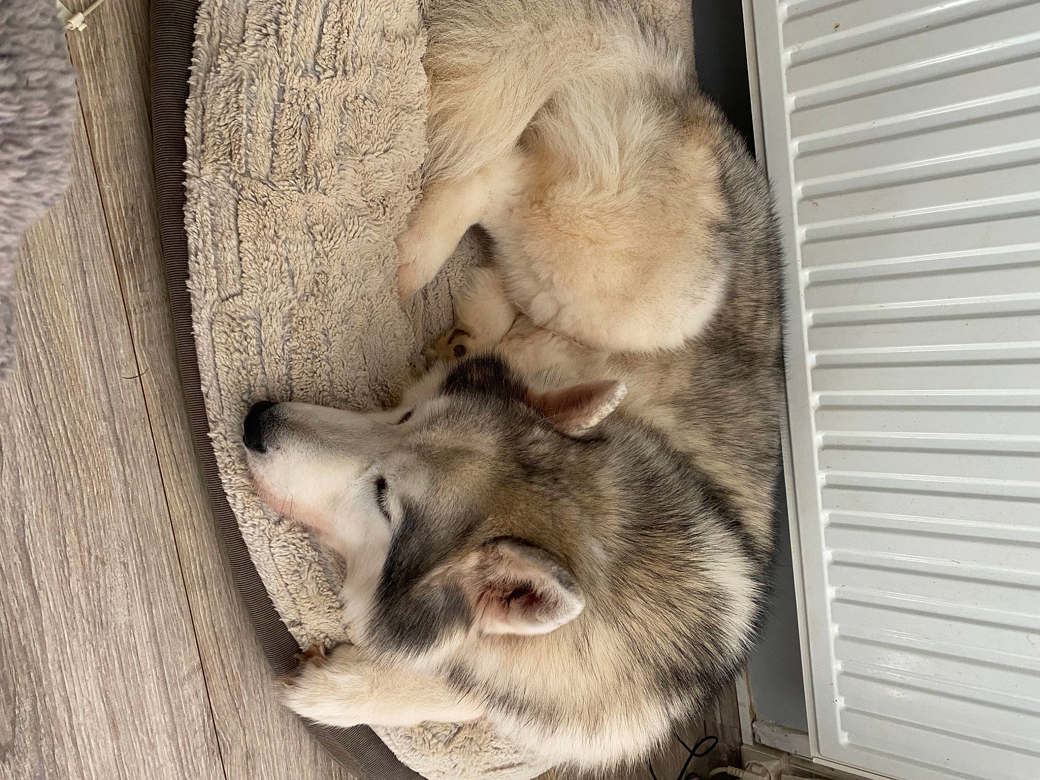 Mac participe au concours pour gagner de l'argent avec cette photo : canidae, carnivore, claw, dog_breed, fawn, felidae, fur, paw, sleep, small_to_medium_sized_cats, snout, sporting_group, terrestrial_animal, vertebrate, whiskers, wildlife, wood