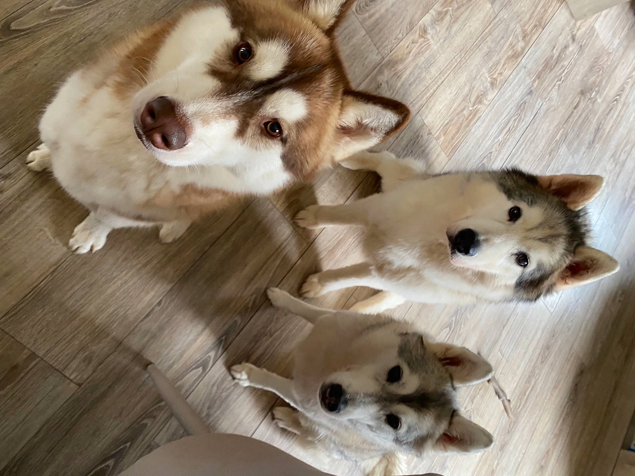 Mac participe au concours pour gagner de l'argent avec cette photo : canidae, carnivore, companion_dog, dog, dog_breed, dog_supply, fawn, fur, german_spitz, german_spitz_mittel, hardwood, pet_supply, samoyed, snout, spitz, sporting_group, volpino_italiano, whiskers, wood, working_animal