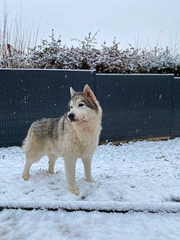 Mac a rejoint le concours — aidez-le/la à gagner de superbes lots ! arctic, canidae, canis, carnivore, companion_dog, dog, dog_breed, fawn, freezing, fur, non_sporting_group, sky, snout, snow, sporting_group, tail, winter, wolf, working_animal, working_dog