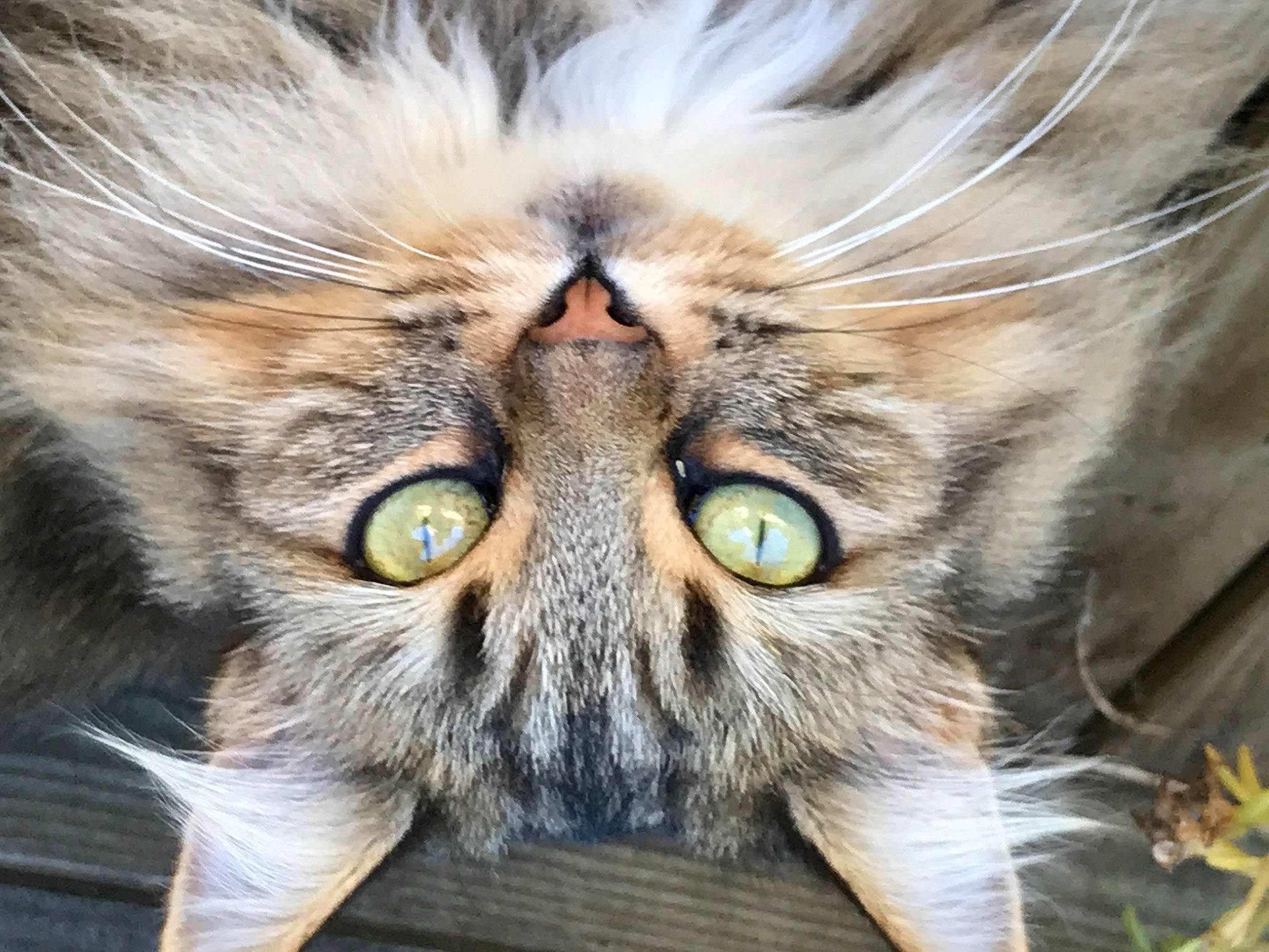 Pomponnette participe au concours pour gagner de l'argent avec cette photo : carnivore, cat, close_up, domestic_short_haired_cat, felidae, fur, photography, plant, small_to_medium_sized_cats, snout, terrestrial_animal, whiskers, wildlife