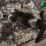 Sammy is registered to the contest to win money with this photo: cat, indoor, rug, fluffy, pet, animal, wooden_floor, toy, playful, curious, belly_up, feline, cozy, home, relaxed, whiskers, paws, tail, brown, black
