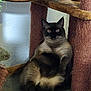 Sammy is registered to the contest to win money with this photo: cat, siamese_cat, pet, animal, fur, whiskers, ears, eyes, cat_tree, indoor, relaxed, sitting, feline, cozy, scratching_post, brown, beige, black, curious, home