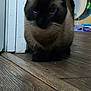 cat, siamese_cat, indoor, wooden_floor, door, pet, animal, feline, fur, whiskers, ears, sitting, shadow, closeup, house, domestic, cute, mammal, floor, quiet