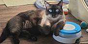 Sammy is registered to the contest to win money with this photo: cat, siamese_cat, indoor, wooden_floor, cat_toys, scratching_post, interactive_toy, blue_eyes, fluffy, pet, animal, relaxed, paw, leisure, home, feline, play, toy_ball, floor_mat