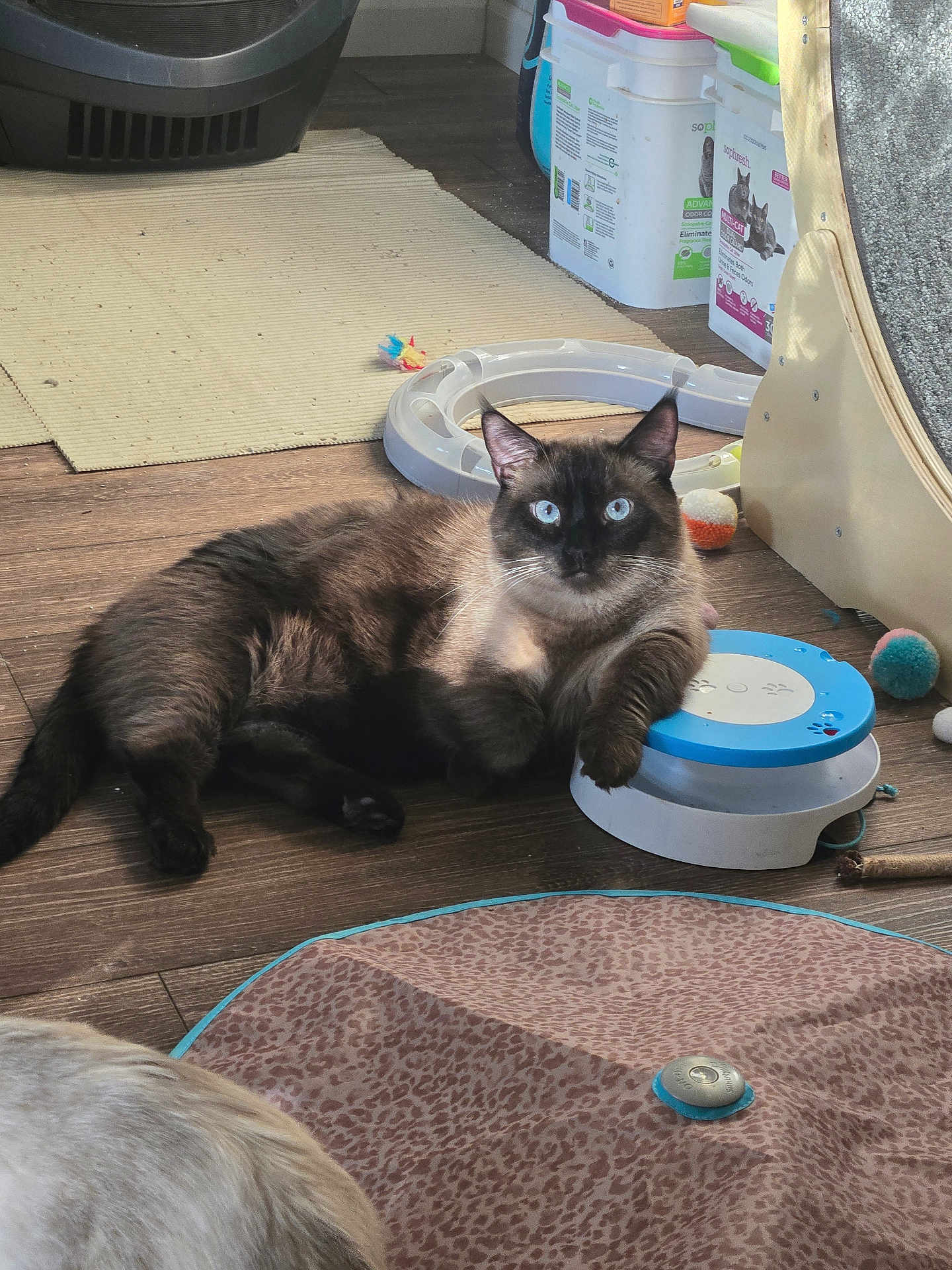 Sammy is registered to the contest to win money with this photo: cat, siamese_cat, indoor, wooden_floor, cat_toys, scratching_post, interactive_toy, blue_eyes, fluffy, pet, animal, relaxed, paw, leisure, home, feline, play, toy_ball, floor_mat