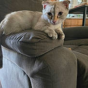 Rosie is registered to the contest to win money with this photo: cat, feline, pet, indoor, couch, furniture, armrest, gray, relaxed, curious, ears, whiskers, eyes, living_room, home, cozy, domestic, animal, resting, portrait