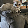 Rosie is registered to the contest to win money with this photo: animal, armrest, cat, couch, cozy, curious, domestic, ears, eyes, feline, furniture, gray, home, indoor, living_room, pet, portrait, relaxed, resting, whiskers
