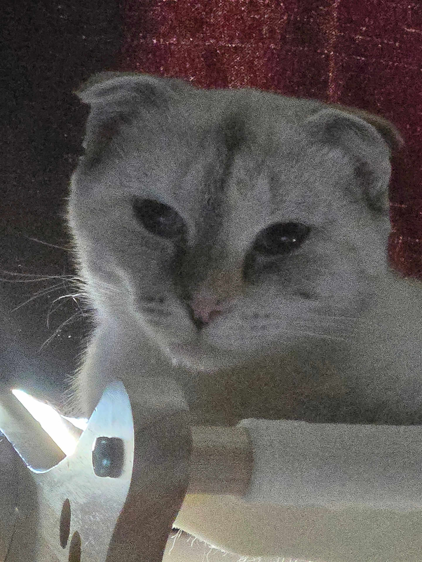 Rosie