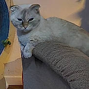 Rosie is registered to the contest to win money with this photo: animal, armrest, cat, couch, cute, domestic, ears, feline, floor, fur, furniture, home, indoor, looking, mammal, pet, relaxed, resting, whiskers, white_cat