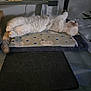 Rosie joined the competition — help win amazing prizes! cat, fluffy, lying_down, cushion, polka_dot, desk, glass_surface, indoor, relaxed, paw, tail, home, computer_monitor, money, electronic_device, plant, shadow, furniture, cozy, resting