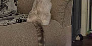 Rosie joined the competition — help win amazing prizes! cat, couch, furniture, blanket, indoor, pet, tail, cozy, home, floor, curiosity, pattern, animal, feline, resting, soft_texture, living_room, domestic, relaxation, comfort
