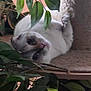 Rosie joined the competition — help win amazing prizes! cat, white_cat, indoor, plant, leaves, cat_tree, feline, relaxed, cozy, upside_down, cute, pet, nature, home, animal, fur, resting, playful, closeup, soft