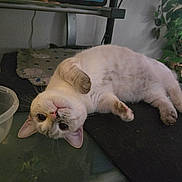 Ruby is registered to the contest to win money with this photo: cat, pet, indoor, lying_down, curious, fluffy, mat, plant, smart_display, furniture, whiskers, ears, paws, nose, table, relaxed, domestic, cute, animal, cozy