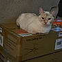 Ruby joined the competition — help win amazing prizes! cat, cream_colored, box, cardboard, stacked_boxes, ceiling_fan, indoor, pet, feline, resting, looking_at_camera, wall, texture, animal, domestic, sitting, brown, home, quiet, calm