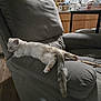 Ruby joined the competition — help win amazing prizes! cat, gray_armchair, indoor, relaxing, kitten, furniture, living_room, wooden_floor, household, pet, tail, couch, resting, sleepy, domestic_animal, soft_texture, window_blinds, kitchen, cardboard_box, toy